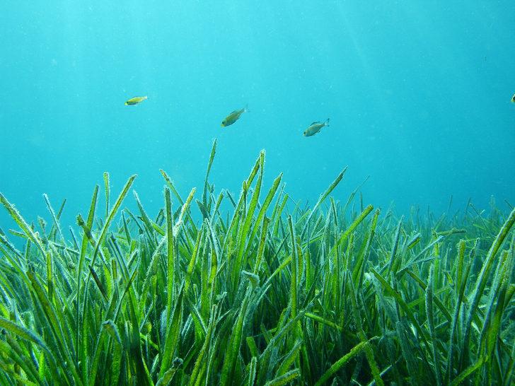 TÜDAV: Türkiye'nin ilk ve tek sualtı parkının bulunduğu Gökçeada Yıldız Koy'u imara açılmamalı G4