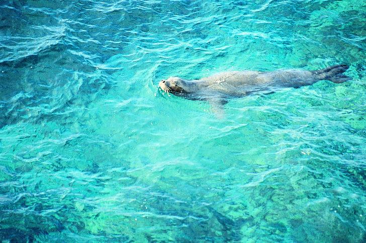 TÜDAV: Türkiye'nin ilk ve tek sualtı parkının bulunduğu Gökçeada Yıldız Koy'u imara açılmamalı G5