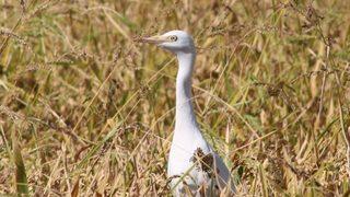 Tarlada 4 lira markette 25 lira! 