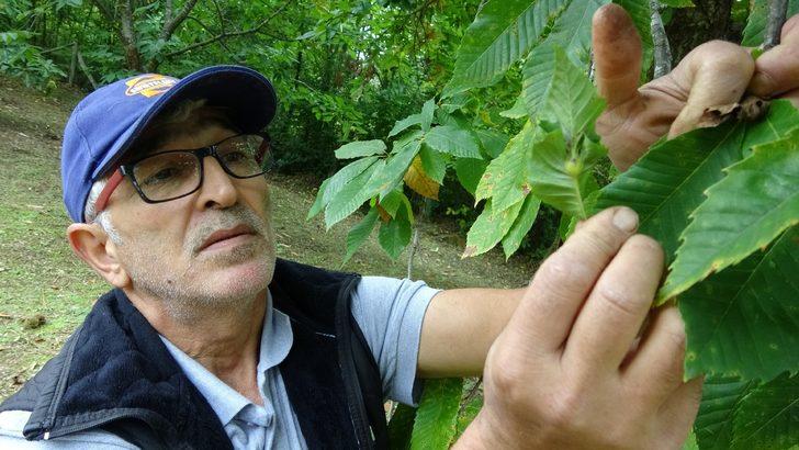 'Katil arı' tehdidi büyüyor! Kastamonu ve Bartın'dan sonra Sinop'ta görüldü G1