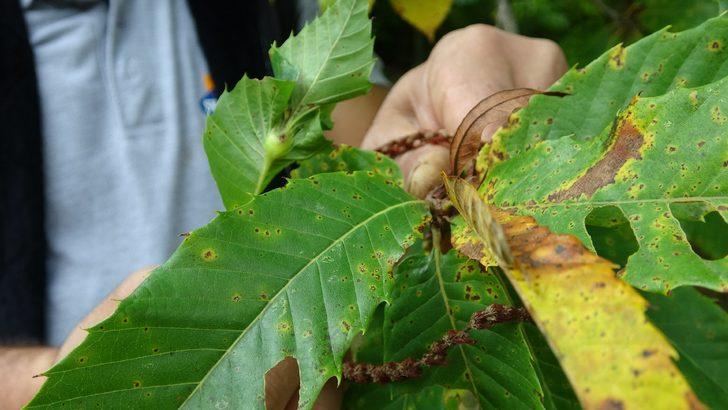 'Katil arı' tehdidi büyüyor! Kastamonu ve Bartın'dan sonra Sinop'ta görüldü G2