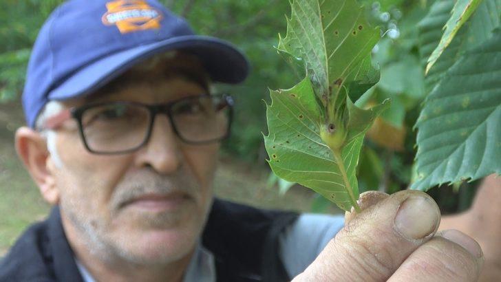 'Katil arı' tehdidi büyüyor! Kastamonu ve Bartın'dan sonra Sinop'ta görüldü G3