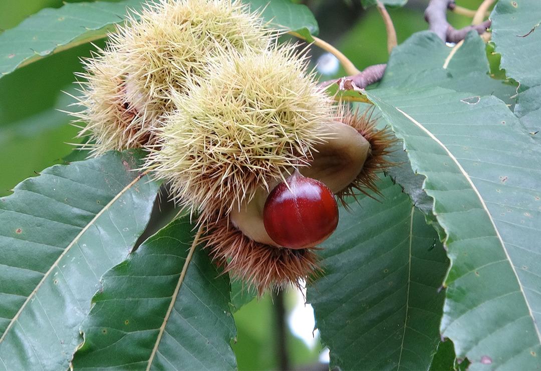 'Katil arı' tehdidi b&uuml;y&uuml;yor! Kastamonu ve Bartın'dan sonra Sinop'ta g&ouml;r&uuml;ld&uuml;