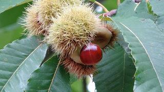 'Katil arı' tehdidi büyüyor! Kastamonu ve Bartın'dan sonra Sinop'ta görüldü