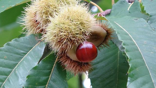 'Katil arı' tehdidi büyüyor! Kastamonu ve Bartın'dan sonra Sinop'ta görüldü