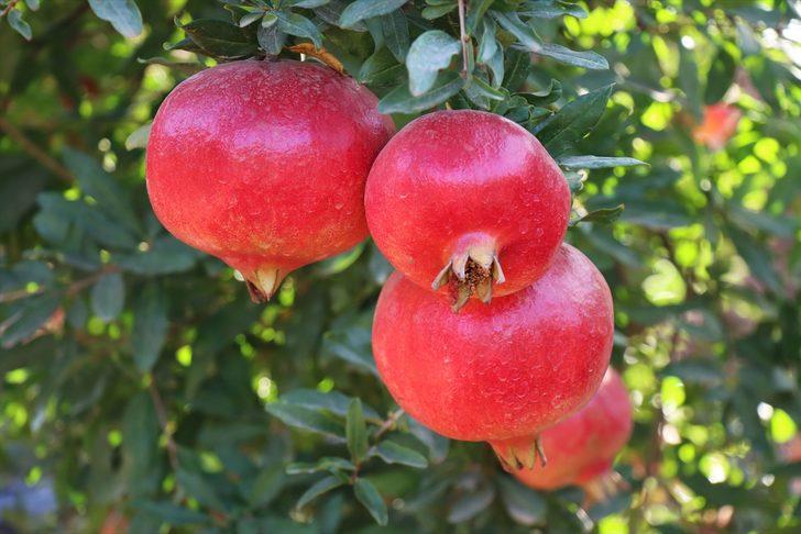 Kilis'in "Hicaz narı" Avrupa ülkeleri ve Irak'a ihraç edilecek G1