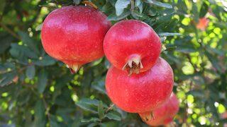 Kilis'in Hicaz narı Avrupa ülkeleri ve Irak'a ihraç edilecek