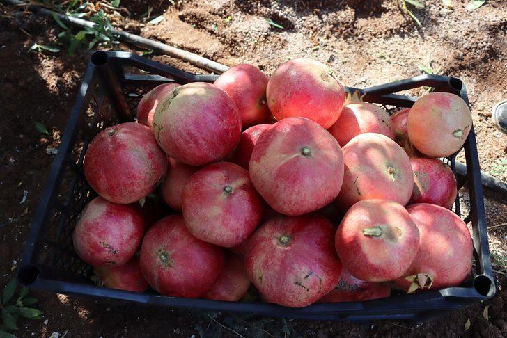 Kilis'in "Hicaz narı" Avrupa ülkeleri ve Irak'a ihraç edilecek G2