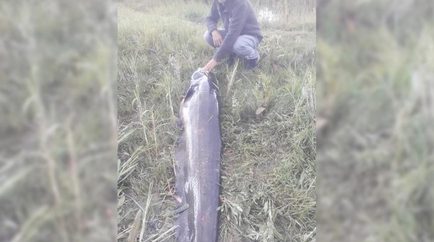 Boyu 2.2 metre! Dev yayın balığını bir saatte karaya çıkarabildi