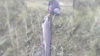 Boyu 2.2 metre! Dev yayın balığını bir saatte karaya çıkarabildi