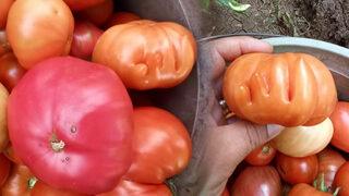 Gözü gibi bakıyor! Üzerinde 'Allah' yazısı olan domates görenleri şaşkına çevirdi