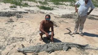 Gizemli keşif! Kıyıya vuran timsah şaşkına çevirdi: İlk kez karşılaşıyoruz