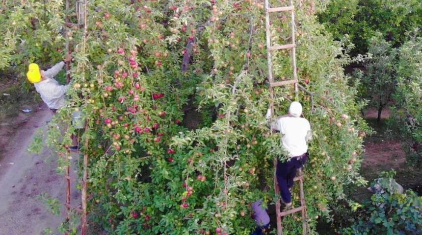 Amasya elmasını dallar taşıyamıyor! ''Cenab-ı Allah Hızır mı uğrattı ne?''