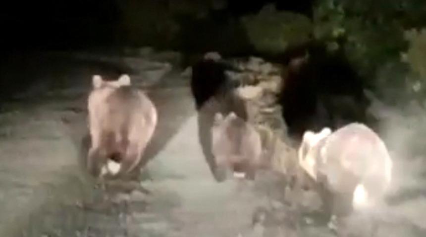 Bozayı, yavrularıyla yola indi! Yetkililerden vatandaşlara uyarı