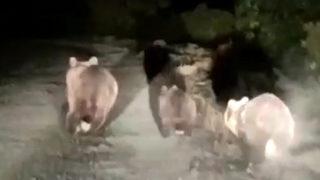 Bozayı, yavrularıyla yola indi! Yetkililerden vatandaşlara uyarı