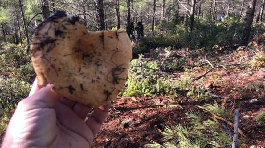 Pazardaki fiyatını duyan, kendi toplamak için ormana koştu