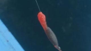 İstanbul'da tedirgin eden görüntü! Balıkçıların oltasına kırmızı renkli yapışkan madde takıldı