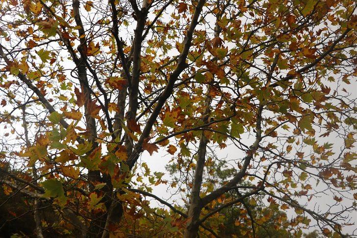 Ganos Dağı eteklerindeki ormanlar sonbahar renklerine büründü G4