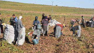 Bir ile yaklaşık 500 milyon TL kazandırıyor! Ahlat patatesi için 30 bin işçi çalışıyor