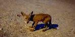 Heartbreaking moments in Adıyaman! "My daughter" he feeds the fox he called