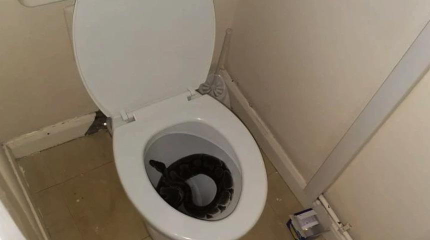 İngiltere'de tuvaletten1 metrelik piton çıktı, şoka girdi! Neredeyse üzerine oturuyordum