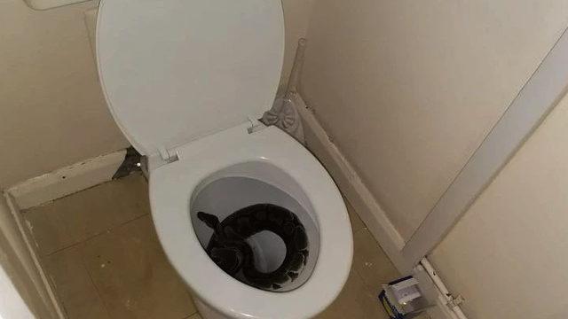İngiltere'de tuvaletten1 metrelik piton çıktı, şoka girdi! Neredeyse üzerine oturuyordum