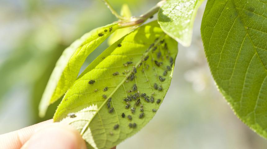 Böcekler bitkilerinizi mahvedebilir! Bir an önce önlem almak için...