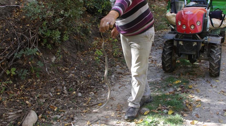 Konya'da ilginç olay! Yolda gördüğü yılanı yakaladı, eline alıp oynadı