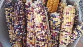 Bu mısırlar bambaşka! Hobi olarak başlamıştı, renkli mısırlara ilgi arttı