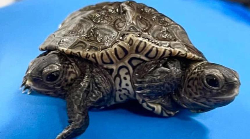 İki başlı, 6 ayaklı kaplumbağa şaşkına çevirdi! Farklı beyinler tarafından yönetiliyor