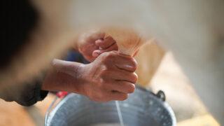 İnek sağarken elektrik çarptı      