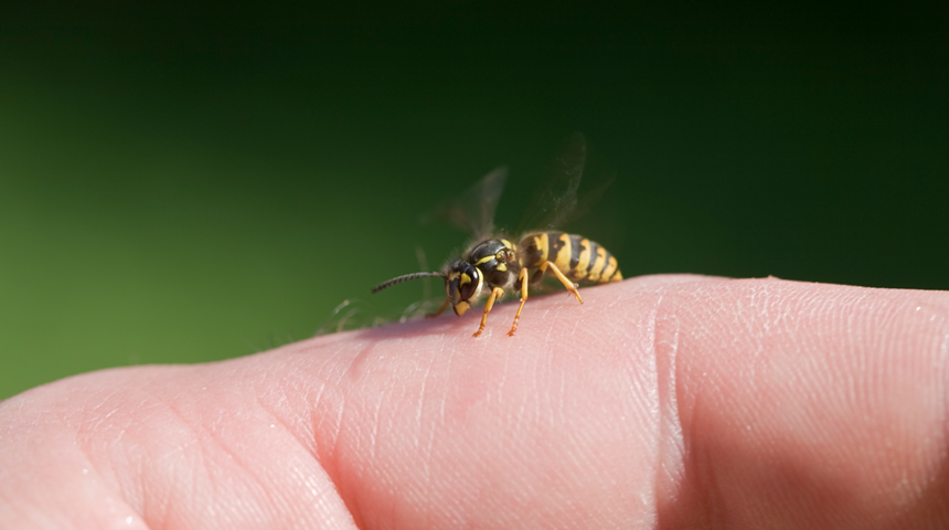Öğrendiğinizde inanamayacaksınız! Arı sokmasından cinsel anlamda haz alma durumu: Melissofili