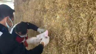 Saman balyalarını karıştırdıkça deste deste paraya ulaştılar