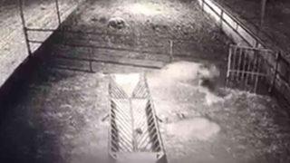 Dehşet anları kamerada! Ağıla giren kurt 10 koyunu böyle telef etti