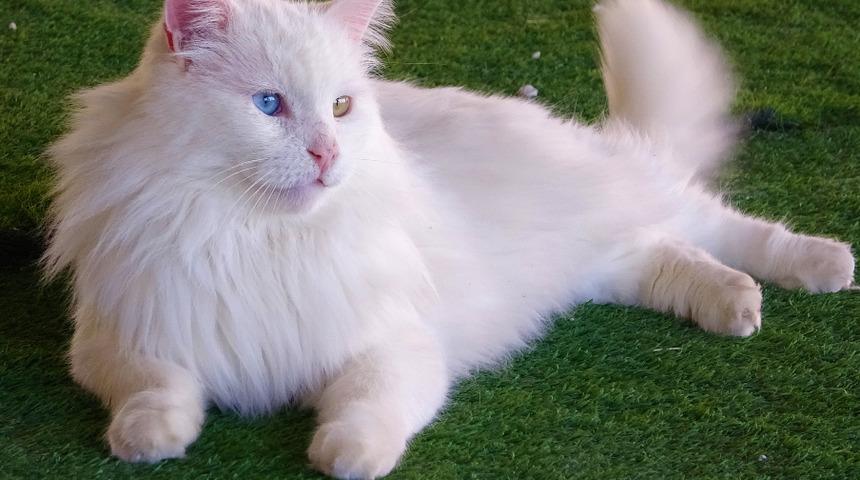 En yaşlı Van kedisi 'Paşa' 14 yaşına girdi: Bizim için gurur verici