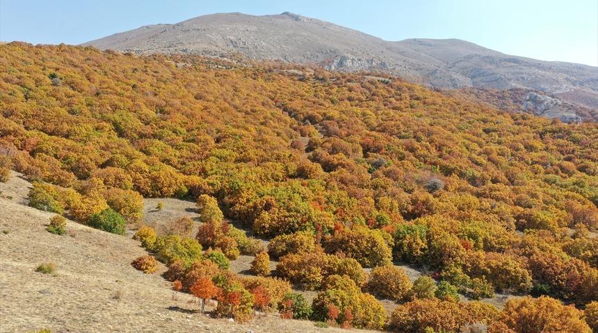 Sivas'ta Tecer Dağı ve Paşabahçe Mesire Alanı sonbahar renkleriyle etkiliyor