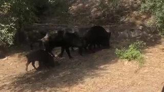 Balıkesir'de tedirgin eden görüntü! Kazdağları’nda aç kalan domuzlar şehre indi