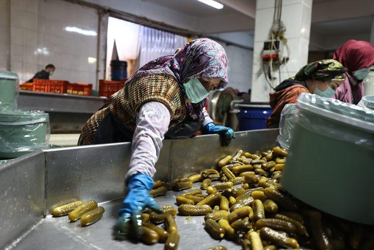 Burası Bursa! 50 bin ton turşu yapılıyor, 100 ülkeye gönderiliyor: Köyün nüfusu 5 bine çıktı G1