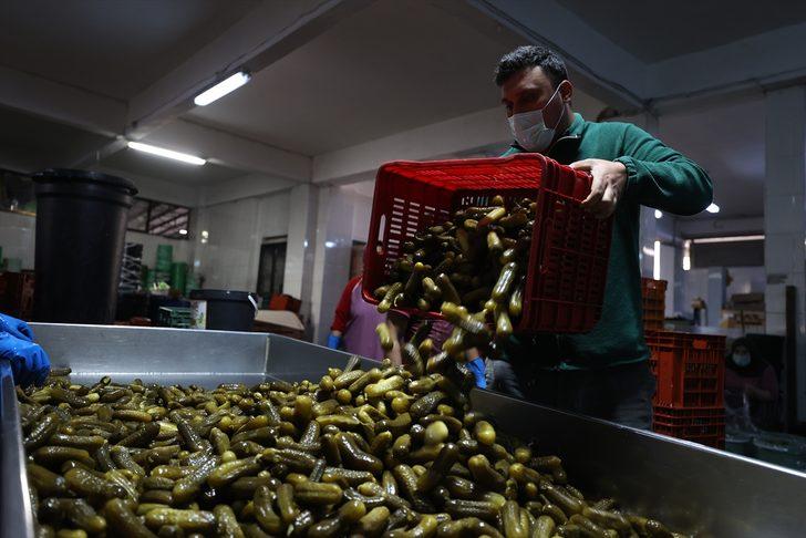 Burası Bursa! 50 bin ton turşu yapılıyor, 100 ülkeye gönderiliyor: Köyün nüfusu 5 bine çıktı G2