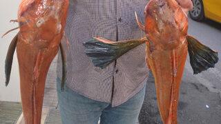 Tam 5 kilo! Ağlara takıldı: 120 TL'den tezgaha koyduk