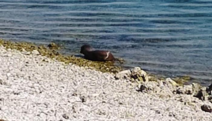 Elazığ'da görüldü! Sudaki karartı su sumuru çıktı