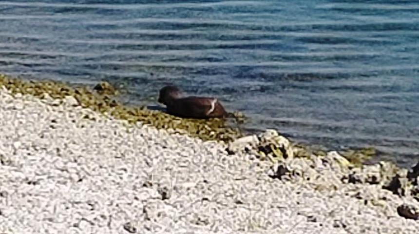 Elazığ'da görüldü! Sudaki karartı su sumuru çıktı
