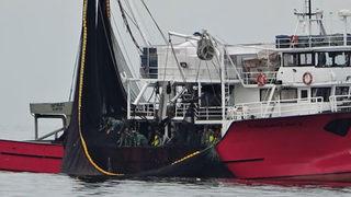 Marmara'da saatler içinde 600 ton hamsi yakalandı! Vatandaşlar şaşkınlığını gizleyemedi