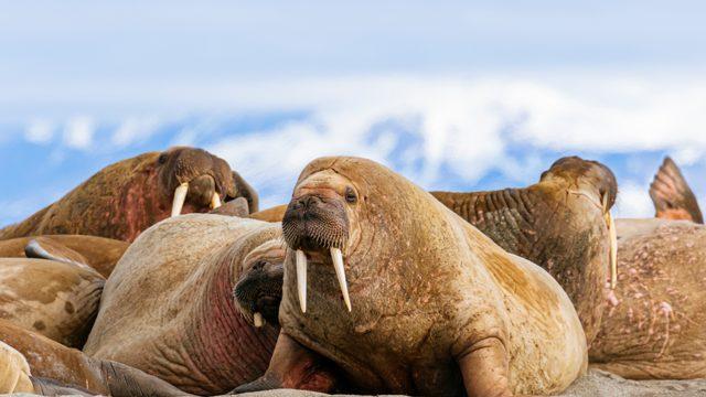 Uzaydan deniz aygırı izlemek için yarım milyon ‘bilim vatandaşı’ aranıyor
