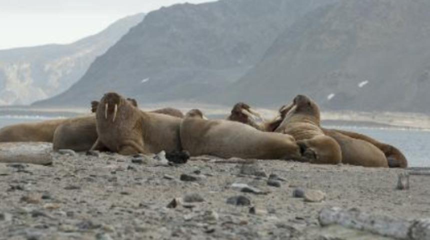 Uzaydan deniz aygırı izlemek için yarım milyon kişi aranıyor