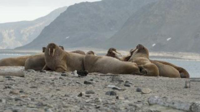 Uzaydan deniz aygırı izlemek için yarım milyon kişi aranıyor