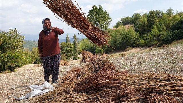Osmaniye'de susam hasadı başladı