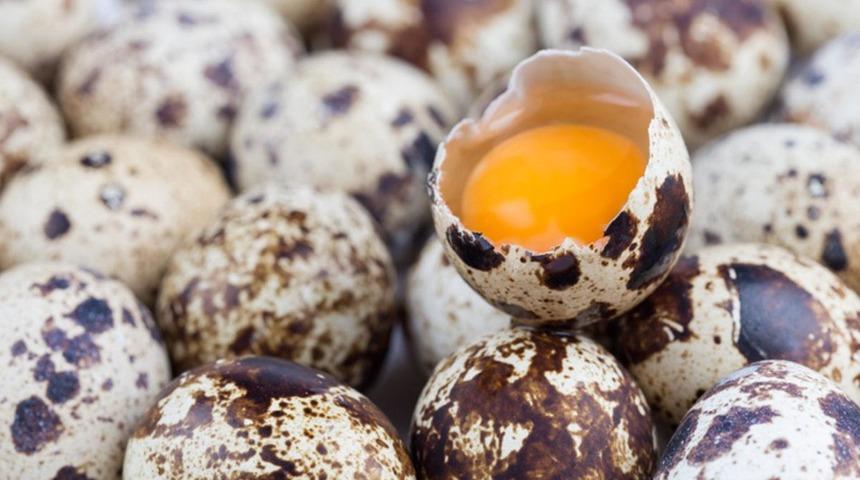 Bıldırcın yumurtasının faydaları! Tavuk yumurtası ile bıldırcın yumurtası arasında ne fark var?