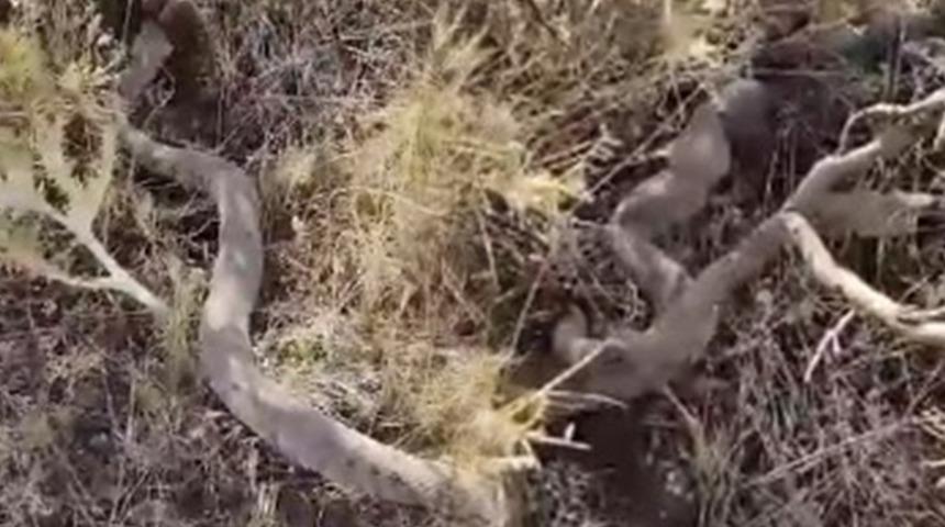 Anbean görüntülendi! Yılan fareyi böyle yedi