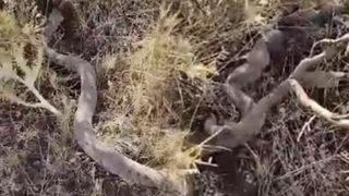 Anbean görüntülendi! Yılan fareyi böyle yedi